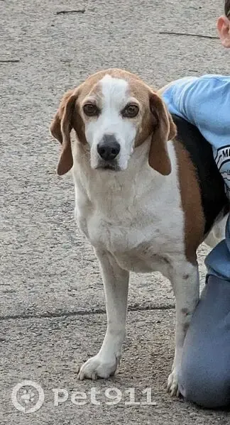Lost Собака, Sevier Drive, 3417, North Little Rock - male beagle age 13 - photo