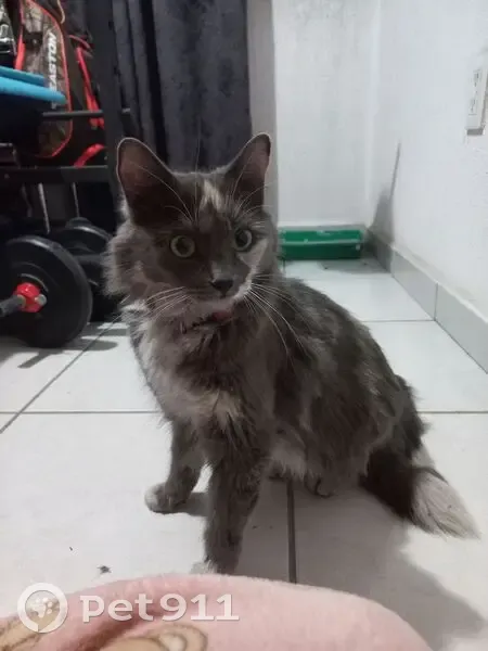 Encontrado Gatito con Collar Rosa en Zapopan - photo