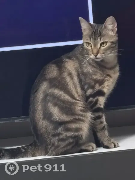 Perdu chat femelle, Rue de la Liberté, 5, Bezons - répond au nom de Maya - photo