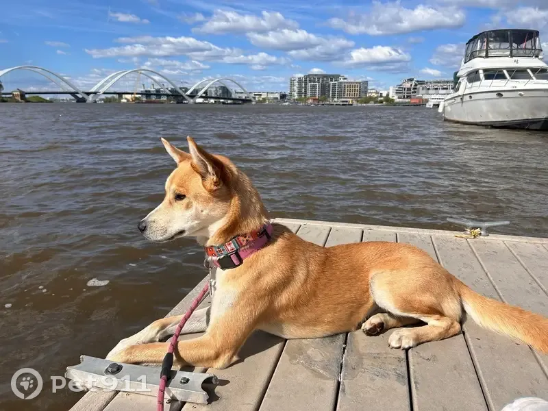 Lost Собака, Female, Cumberland Crossing, 41, Smyrna - tan brown with pointed ears - photo