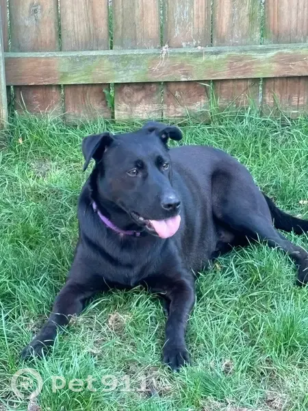 Lost Собака, Schauer Drive, 1083, Galloway - black with spots on tongue - photo