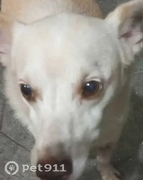 Cachorro perdido Macho (brl002445) - photo