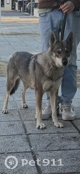 Perra Pastor Checoslovaco Perdida en Andalucía - photo