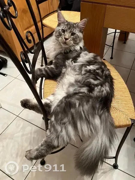 Perdu chat mâle, Rue de la Paix, 3, Tiercé - Maine coon gris et blanc - photo