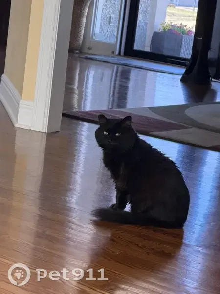 Lost Кошка, 74th Street, Shawnee - right ear clipped - photo