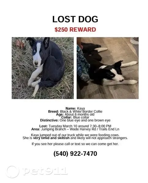 Lost Собака, Female, Jumping Branch, Charleston - blue and brown eyes - photo