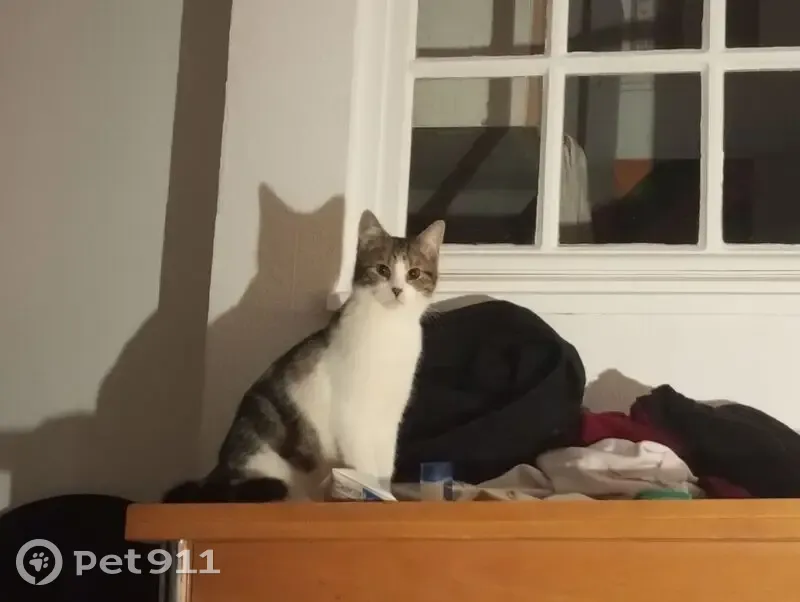 Perdu chat femelle, Rue Damiette, 46, Rouen - tache blanche sur le dos - photo