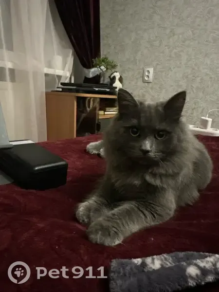 Зникла димчаста кішка у Житомирі: Допоможіть! - photo