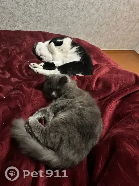 Зникла темно-сіра кішка в Житомирі - photo