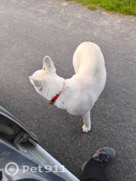 Trouvé chien, Rue Pierre Mondion, 19, Mouterre-Silly, Loudun - blanc avec collier rouge - photo