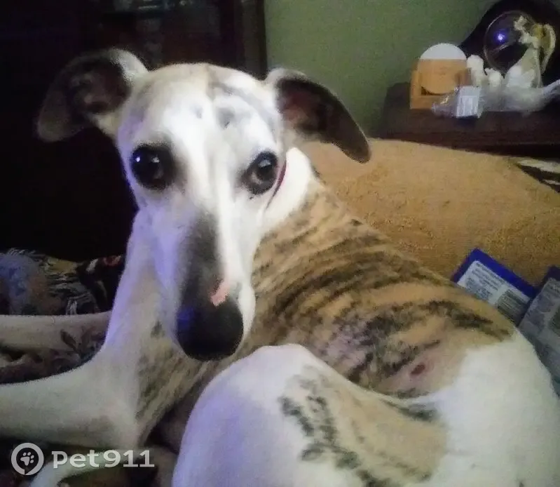 Lost Собака, Roosevelt Boulevard, Beverly Hills - White with brindle spots - photo