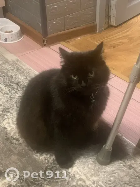 Зникла кішка: Чорний котик Вася, Житомир - photo