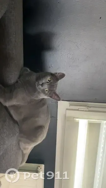 Perdu Chat mâle, Grenay, Hauts-de-France - couleur gris foncé avec un collier gris foncé - photo