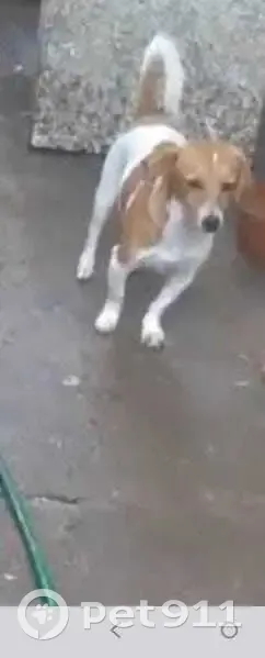 Cachorro perdido - photo