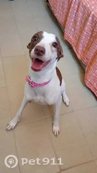 Cachorro perdido Fêmea (brl002447) - photo