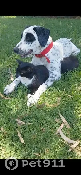 Help Find Connie: Lost Mareema x Dalmatian - photo