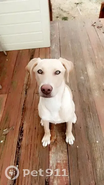 Lost Собака, Spaniel Court, 103, Townsend - wearing pink harness and colorful bandanna - photo