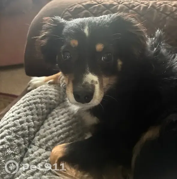 Lost Собака Male, Rolla Mill Road, 252, Verona - long-haired black fur - photo