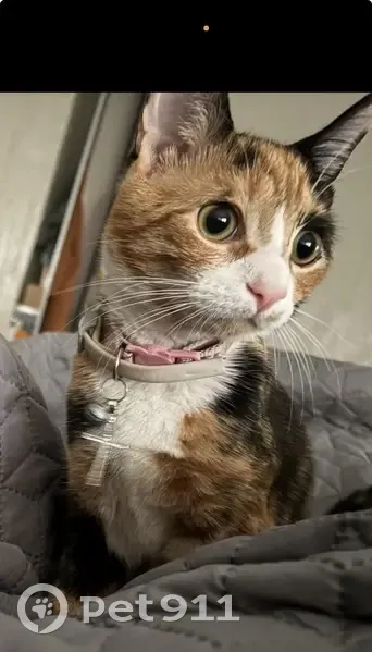 Lost кошка, Female, South Paca Street, 636, Baltimore - photo