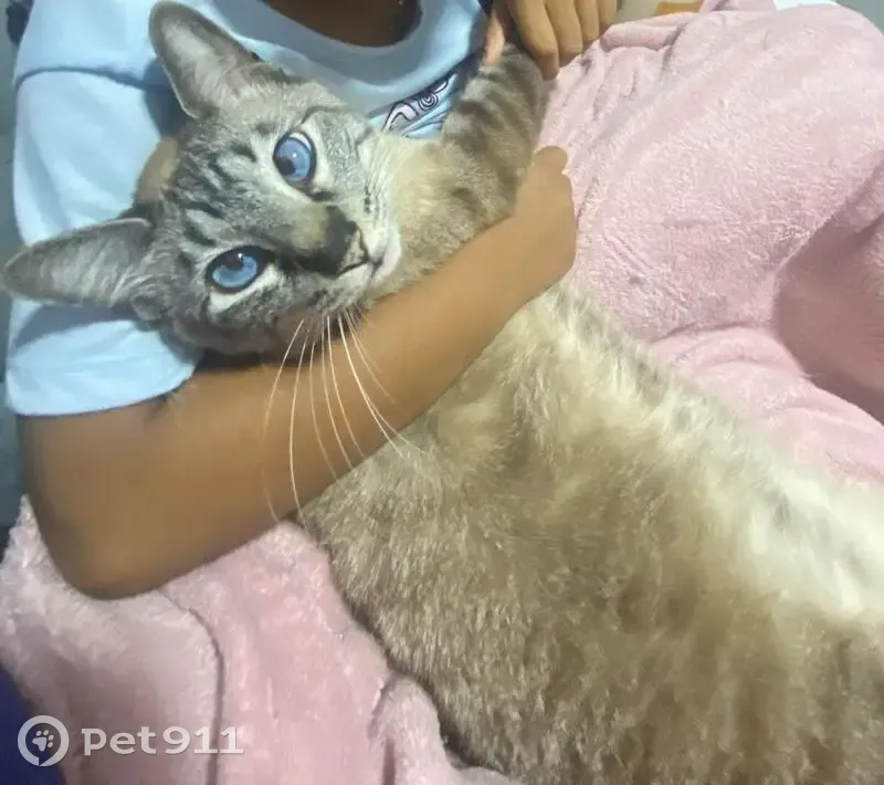 Gato desaparecido - photo