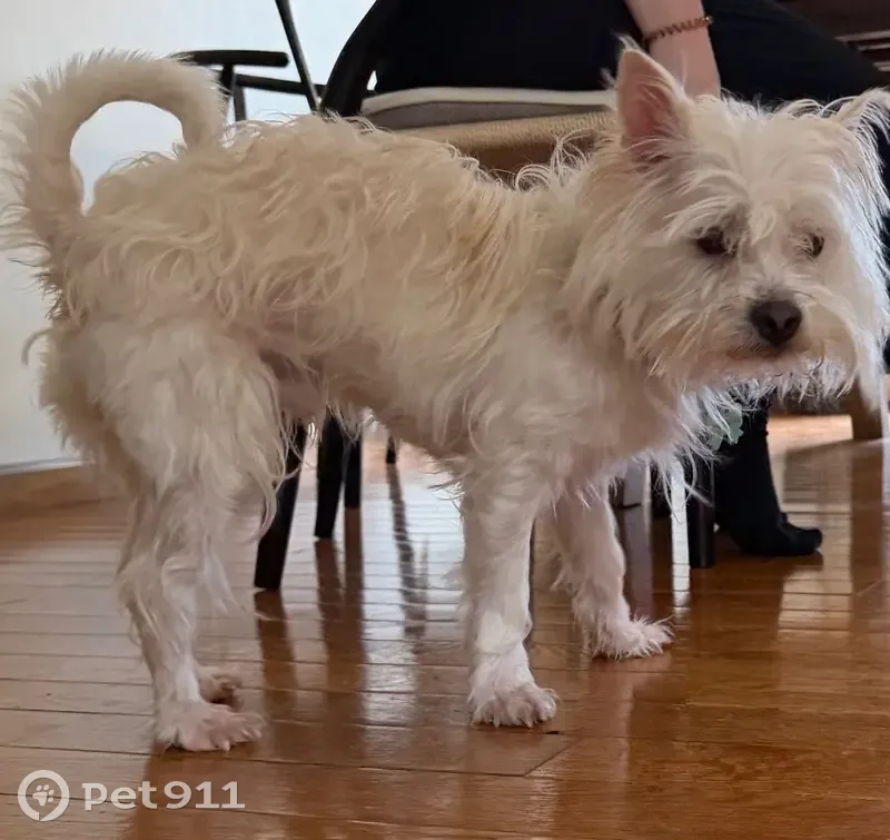 Lost Собака Male, Mountainside Drive, 41, Big Bass Lake - Westie mix with wiry coat - photo