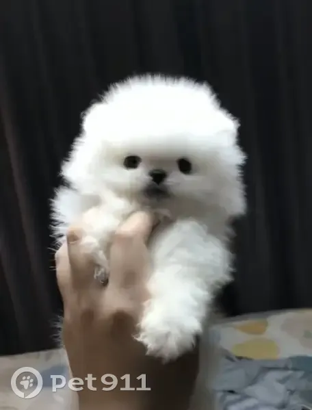 Missing dog Female, Schertz (usl532458) - photo