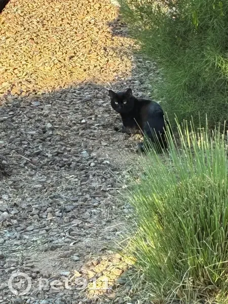 Found кошка, East Saint John Road, 4843, Scottsdale - black with amber eyes - photo
