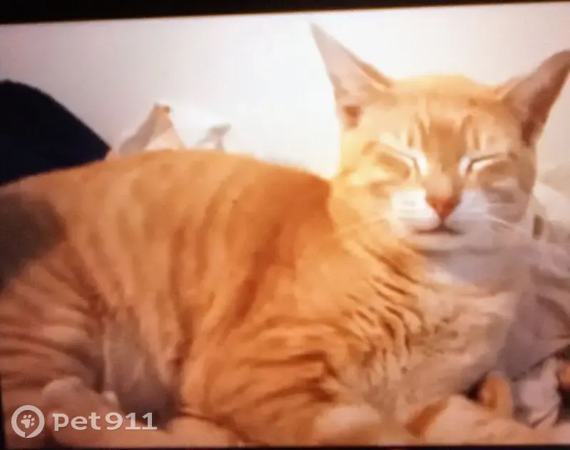 Lost Кошка, Male, East Avenue C, 25, Melbourne - orange and white with purple flea collar - photo