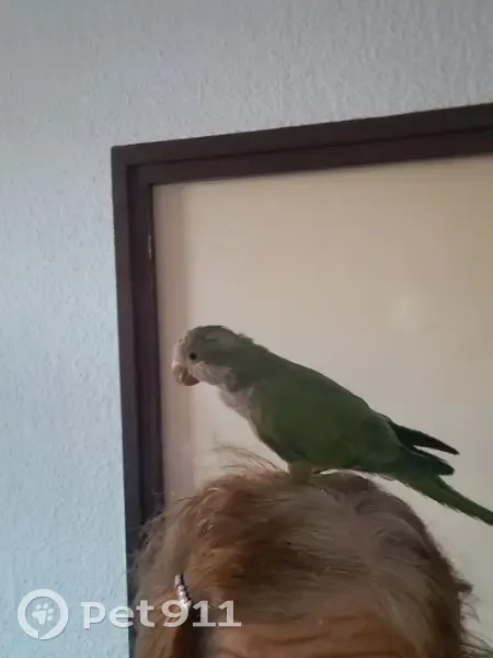 Ave Perdida: Niko, el Pollito en Badalona - photo