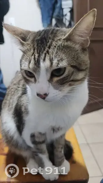 Gato Perdido en Atempan: Gris y Blanco - photo