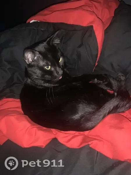 Lost Кошка, Male, Northwest Tremont Avenue, 712, Port St. Lucie - small and all black - photo