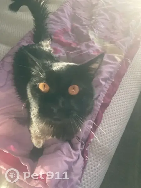 Lost Кошка, Female, East Charleston Boulevard, 4700, Las Vegas - Bombay Cat with Orange Eyes - photo