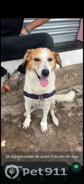 Cachorro perdido - photo