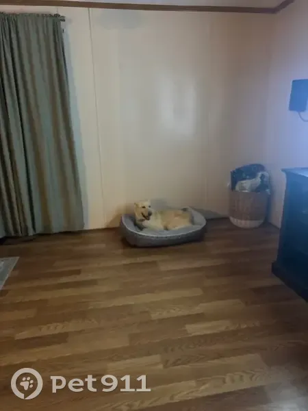 Lost Собака, Male, Woodland Court, Springtown - yellow/white with a pink nose - photo