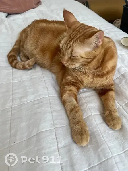 Lost: Stu the Gentle Giant Cat - photo