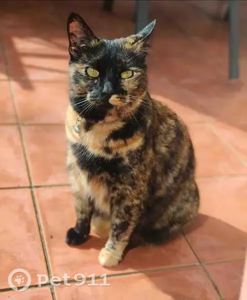 Lost Tortoiseshell Tabby in Randburg - photo