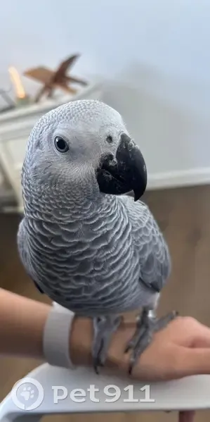 Lost Grey Bird with Red Tail in Sydney - photo