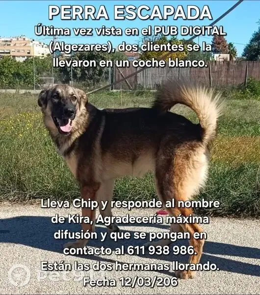 Perra Perdida: Vista por Última Vez en Murcia - photo