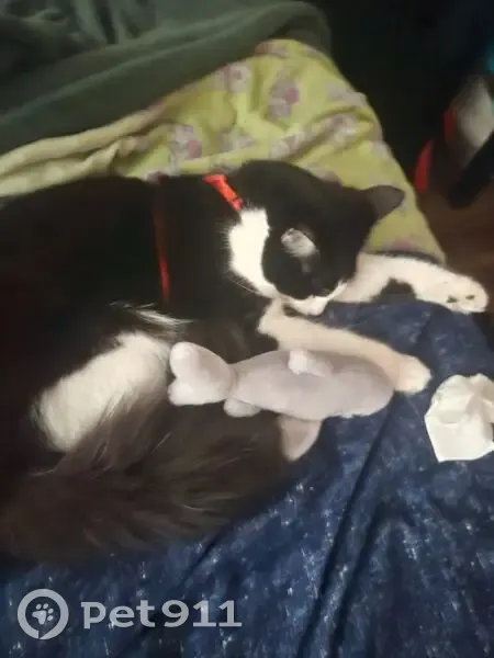 Lost Кошка Male, State Route 124, 1846, Jefferson - massive fluffy tail - photo