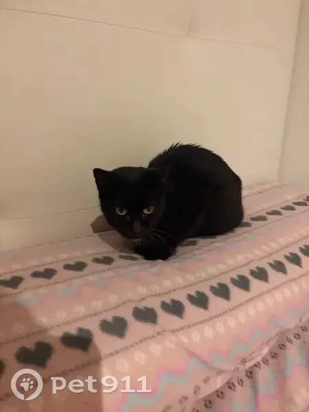 Gatita Cariñosa Busca Hogar Urgentemente - photo