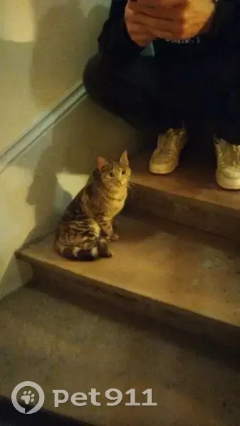 Trouvé chat, Cours Berriat, 162B, Grenoble - patte arrière blessée - photo