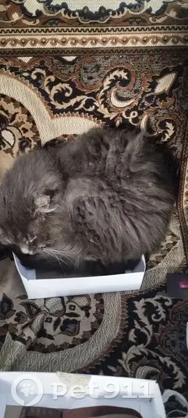 Зникла пухнаста кішка на вул. Героїв - photo