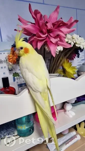 Ave Ninfa Lutina Perdida en San Fernando - photo