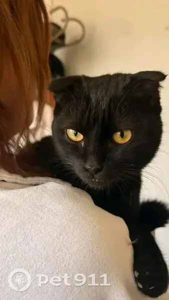 Знайдено чорного весловухого котика! - photo