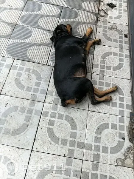 Cachorro encontrado - photo