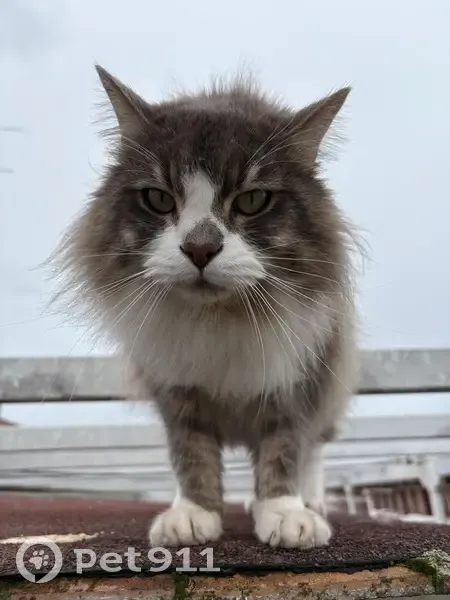Gato Gris y Blanco Busca Nuevo Hogar Urgente - photo