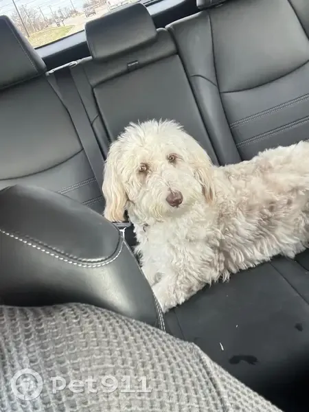 Lost Собака, Female, Stone Marshall Rd, 21, Van Alstyne - white coat with brown and grey spots - photo