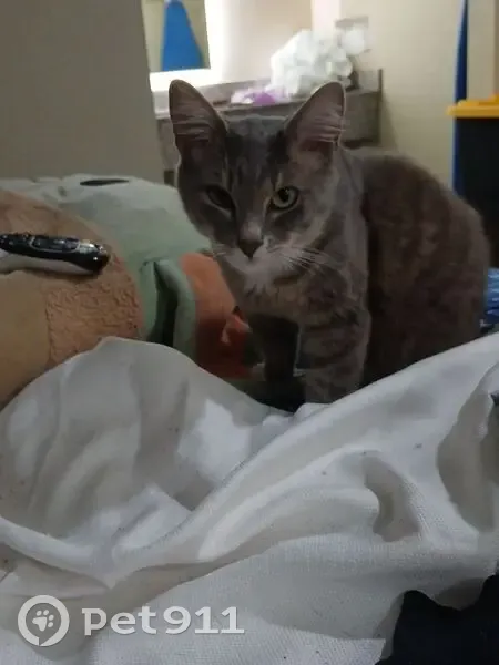 Lost Кошка Male, Robinson Avenue, 14633, Clearlake, Santa Clara - Great black and white tiger's striped - photo