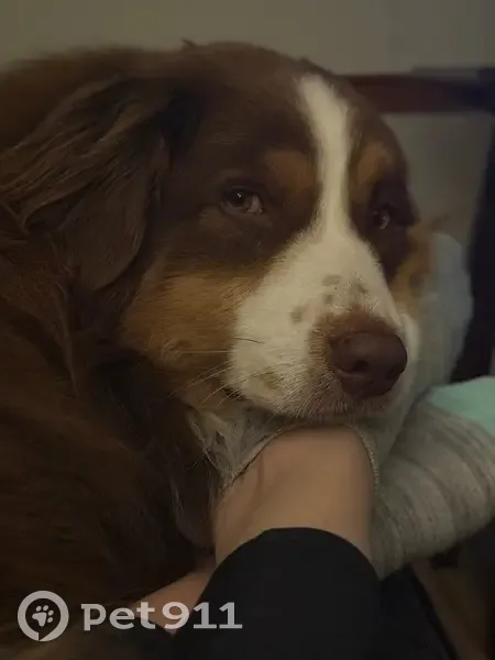 Lost Собака, Riverdale Road, 448, Cooleemee - Red, medium size, friendly but shy - photo