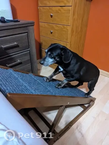 Lost Собака Male, Goya, 7311, Converse - Senior Mix breed with white spot on chest - photo